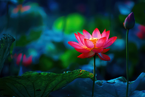 JPG 식물 편집이미지 꽃 화초 컬러 자연 생명 조명 연꽃 물 여름 관찰 연못 수중식물 연잎 봉오리 편집실사 AI포토 AI콘텐츠 자연요소 계절 잎 모션 CG 생태계 파일형식