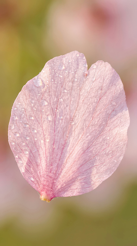JPG 식물 편집이미지 꽃잎 꽃 분홍색 컬러 백그라운드 자연 생명 촬영 봄 물방울 장면 흐림 편집실사 AI포토 AI콘텐츠 계절 날씨 CG 생태계 파일형식