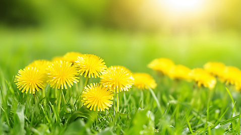 JPG 식물 편집이미지 공원 꽃 화초 꽃밭 자연 풍경 잔디 야외 초록색 햇빛 노란색 봄 성장 민들레 편집실사 AI포토 AI콘텐츠 계절 공공시설 컬러 태양 CG 생태계 파일형식