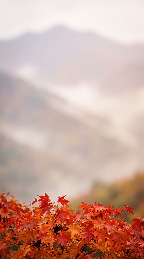 식물 컬러 컨셉 잎 CG 생태계 파일형식 AI콘텐츠 단풍 나뭇잎 산 풍경 자연 변화 백그라운드 빨간색 여행 하늘 나무 편집이미지 편집실사 JPG AI포토