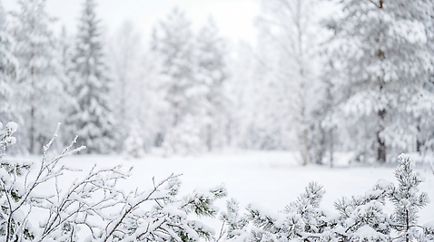 JPG 나무 식물 편집이미지 겨울 자연 풍경 소리 탐험 흰색 눈 숲 방문 쌓인눈 눈내림 편집실사 AI포토 AI콘텐츠 자연요소 계절 컬러 날씨 눈_날씨 CG 생태계 파일형식