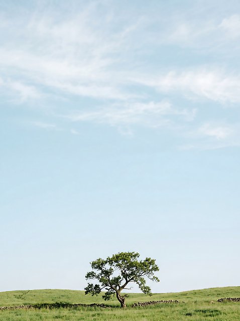 JPG 나무 편집이미지 자연 하늘 풍경 잔디 초원 여름 시골 땅 자작나무 편집실사 AI포토 AI콘텐츠 식물 계절 CG 생태계 파일형식