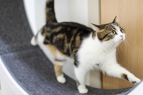 포토 동물 1 라이프스타일 시선 뷰포인트 컨셉 포유류 건강 내부 반려동물 고양이 오브젝트 파일형식 반려용품 귀여움 사람없음 JPG 옆모습 실내 운동 러닝 반려묘 스코티쉬스트레이트 한마리 동물라이프 캣휠 응시 반려 국내포토