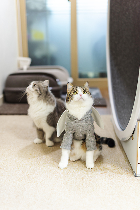 포토 동물 라이프스타일 시선 뷰포인트 컨셉 2 포유류 모션 내부 반려동물 고양이 오브젝트 파일형식 반려용품 귀여움 사람없음 JPG 앞모습 올려보기 실내 반려묘 스코티쉬스트레이트 두마리 동물라이프 캣휠 응시 반려 국내포토