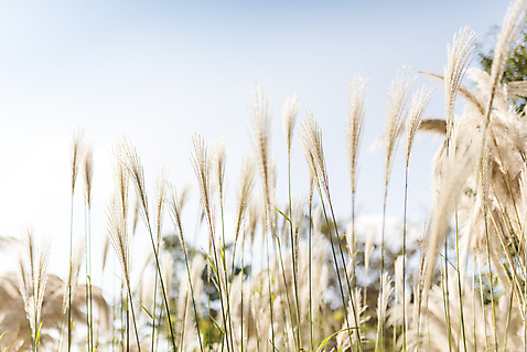 포토 자연요소 식물 계절 꽃 컨셉 풍경 감각 생태계 파일형식 가을_계절 팜파스그라스 사람없음 야외 주간 가을풍경 가을 편안함 여행 자연 하늘 JPG 꽃밭 감성 국내포토
