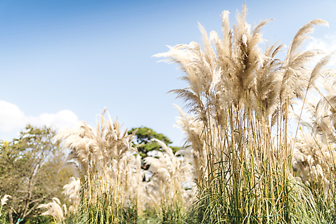 포토 JPG 주간 계절 여행 꽃밭 자연 하늘 풍경 사람없음 야외 가을풍경 가을 편안함 감성 팜파스그라스 국내포토 자연요소 식물 꽃 컨셉 감각 생태계 파일형식 가을_계절