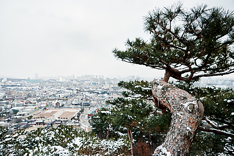 포토 자연요소 나무 계절 컬러 겨울 날씨 풍경 문화재 경기도 파일형식 소나무 눈 야외 세계문화유산 흰색 수원 전통 문화 JPG 겨울풍경 사람없음 화성시 주간 설경 국내포토