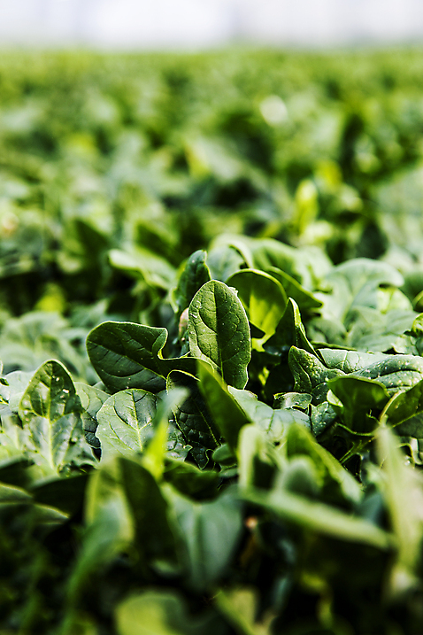 포토 자연요소 채소 촬영기법 경상북도 경상도 파일형식 사람없음 아웃포커스 특산물 시금치 포항 JPG 야외 주간 국내포토
