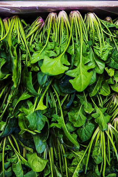 포토 자연요소 채소 경상북도 경상도 파일형식 사람없음 특산물 시금치 포항 JPG 야외 주간 국내포토