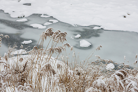 포토 자연요소 겨울 날씨 한국 풍경 강원도 파일형식 갈대_식물 갈대밭 강 평창 눈 JPG 주간 야외 사람없음 겨울풍경 국내포토