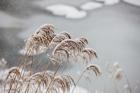 포토 자연요소 겨울 날씨 한국 풍경 강원도 파일형식 눈 평창 JPG 주간 야외 사람없음 겨울풍경 국내포토
