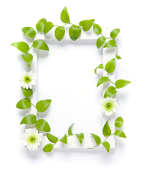 포토 식물 컬러 내부 덩굴 파일형식 벽 백그라운드 액자 JPG 사람없음 꽃 담쟁이덩굴 흰색 틀 실내 국내포토