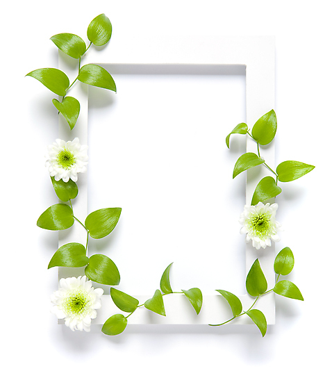 포토 식물 컬러 내부 덩굴 파일형식 백그라운드 벽 액자 JPG 사람없음 꽃 담쟁이덩굴 흰색 틀 실내 국내포토