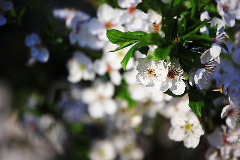 포토 JPG 해외이미지 나무 식물 공원 꽃 아시아 백그라운드 겨울 꽃무늬 밭 자연 건강 동양인 사람없음 야외 목재 초록색 여름 빛 청춘 환경 정원 일본 맑음 얼음 봄 달력 벚꽃 흰색 신선 신용카드 개화 체리 숲 그림 장면 부드러움 내추럴 해외202004 해외202105 해외포토 자연요소 계절 공공시설 나라 컬러 컨셉 무늬 농업 과일 재료 날씨 인종 금융 감각 생태계 파일형식