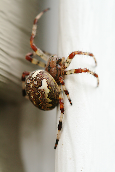 포토 JPG 해외이미지 동물 곤충 백그라운드 자연 호박 사람없음 컴퓨터그래픽 검은색 웹 할로윈 그물 벌레 무서움 실크 거미줄 심볼 코믹 거미 박쥐 호러 오싹 해외202004 해외202105 해외포토 감정 컬러 인터넷 채소 포유류 그래픽 직물 생태계 공포 파일형식