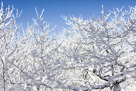 포토 자연요소 나무 식물 계절 산 눈_날씨 전라도 생태계 서리 무주 파일형식 눈꽃 자연 나뭇가지 겨울 상고대 풍경 전라북도 덕유산 사람없음 JPG 야외 주간 국내포토