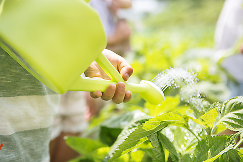 포토 자연요소 1 라이프스타일 교육 어린이 컨셉 모션 사람 동양인 인종 생활 체험 남자만 남자한명만 어린이만 소년만 파일형식 JPG 주간 남자 어린이라이프 한명 서기 들기 상반신 야외 유치원 유치원생 물뿌리개 한국인 체험학습 물주기 소년한명만 국내포토