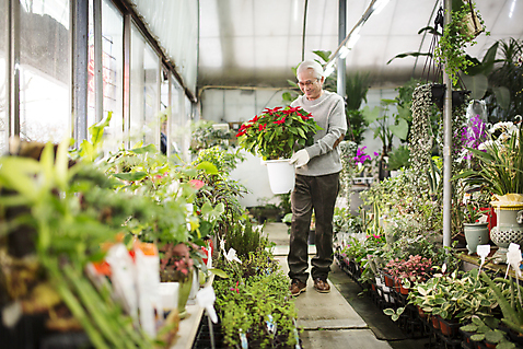 포토 식물 1 라이프스타일 노년 남자 감정 뷰포인트 모션 사람 동양인 성인 취미 내부 상점 남자한명만 노인남자만 파일형식 한국인 60대 JPG 실버라이프 원예 꽃집 실내 노인남자한명만 한명 할아버지 꽃 앞모습 화분 들기 서기 전신 여유 국내포토