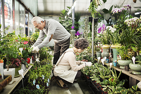 포토 식물 라이프스타일 부부 여자 노년 남자 감정 뷰포인트 모션 사람 동양인 성인 취미 내부 상점 성인만 파일형식 한국인 60대 JPG 실버라이프 원예 꽃집 실내 할아버지 할머니 노부부 두명 노인만 여유 꽃 옆모습 꽃가꾸기 앉기 서기 전신 국내포토
