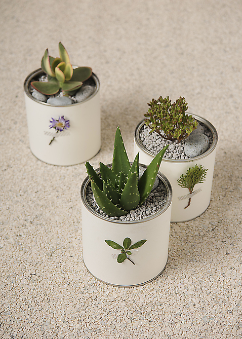 포토 식물 캠페인 자연 실내 내부 환경 보호 친환경 파일형식 캔 화분 사람없음 다육식물 JPG 재활용 업사이클링 그린캠페인 에코 스튜디오촬영 자연보호 국내포토